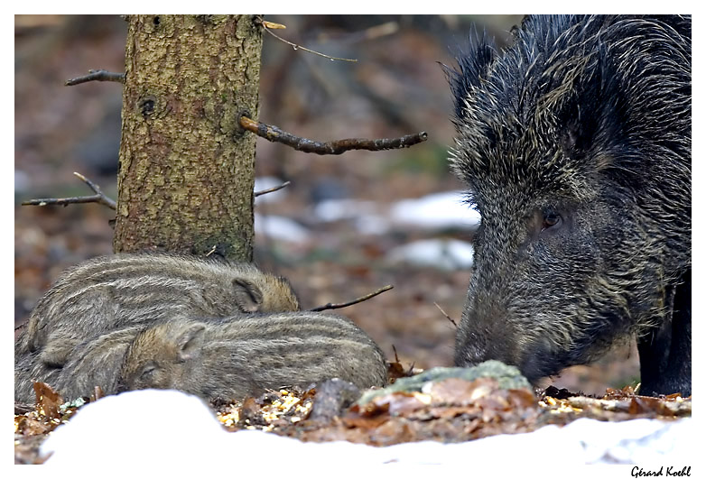  Image name: 20 Cinghiale.jpg 
 width: 782 pixel 
 height: 531 pixel 
 Size: 187493 bytes 
 Click to enlarge 